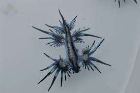 These sea slugs are pelagic; Beautiful But Venomous Blue Dragon Sea Slugs Spotted Off Florida Beach Wwltv Com