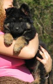 Great,great grandfather of our newest import from germany, coral. Rehoboth S Long Coat German Shepherd Dogs Puppy Available Soon For Sale In Durham North Carolina Classified Americanlisted Com