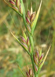 Image result for Lolium