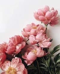 Peonies Flower Aesthetic Flowers Beautiful Flowers
