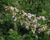 Image result for Philenoptera