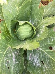 It did wonders checked the walmart protection plans cover the total cost of repair, or replacement, for products, as well as. Sevin Garden Insect Killer Ready To Use Dust 1 Pound Can Walmart Com Walmart Com