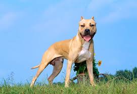 Blue buckskin boots (голубые замшевые сапоги). American Pit Bull Terrier Standing On Grass Hill By Trees Blue Sky Kimballstock