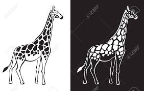 Maybe you would like to learn more about one of these? Animal Giraffe On White And Black Background Royalty Free Cliparts Vectors And Stock Illustration Image 52237339