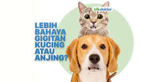 Check spelling or type a new query. Arti Mimpi Digigit Anjing Dan Kucing Mimpica