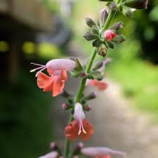 Image result for Salvia coccinea