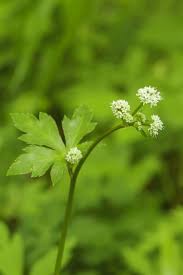 Image result for Sanicula