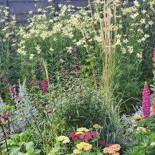 Image result for Bidens grandis