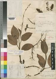 Image result for Platylepis glandulosa