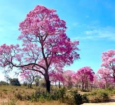 Florada dos ipês é um convite para visitar o Pantanal