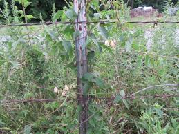 Image result for Dolichos angustifolius