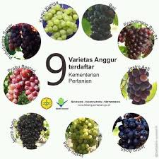 Maybe you would like to learn more about one of these? Tanya Jawab Varietas Anggur Import Vs Lokal Mana Yang Terbaik