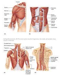 This muscle connects the humerus to the radius at the coracobrachialis draws the humerus forward (shoulder flexion) and towards the torso (shoulder gastrocnemius. Jowett Muscles Of Anterior And Posterior Torso Diagram Quizlet