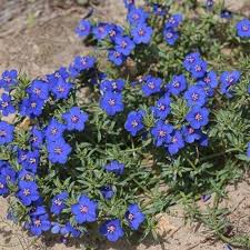Image result for Anagallis pumila