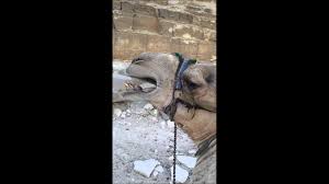 The camel's nose is a metaphor for a situation where the permitting of a small, seemingly innocuous act will open the door for larger, clearly undesirable actions. Camel Spit Youtube