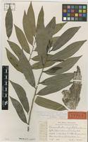 Image result for Canellaceae