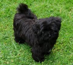 Colors Colours In Havanese Havaneser Farben Info Chocolate Brown Colour Color Schokolade Farbe Havaneser Havanese Havanese Dogs Havanese Puppies