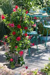 Image result for dipladenie amonea