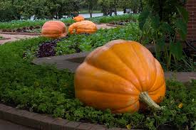 Image result for giant pumpkin