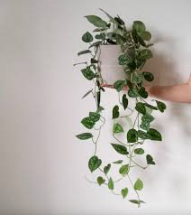 The silver spots on satin pothos are smaller and more evenly distributed on the dark green leaves. My Scindapsus Collection Propagation Experiments Houseplanthouse