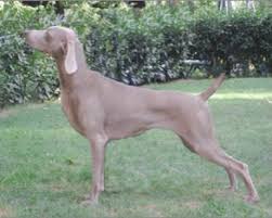 Ed esiste il cane corso gigante? Weimaraner Carattere Prezzo Cuccioli Cure E Consigli