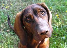 Image result for hannoverský barvář