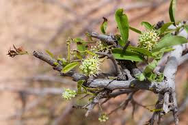 Image result for Boscia integrifolia
