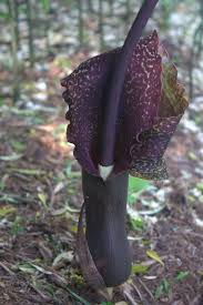 Image result for Sauromatum venosum