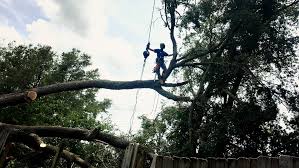 They might be needing someone to clean up their property for other purposes. Firewood And Mulch Above And Beyond Tree Services Inc