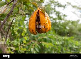 Image result for Xylotheca tettensis