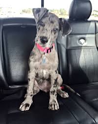 Merle Great Dane Puppy Dane Puppies Great Dane Puppy Great Dane
