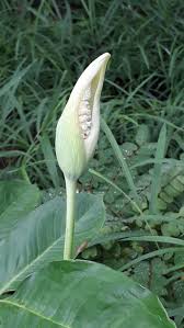 Image result for Arisaema