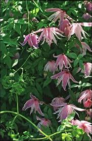 California natives come in all sizes and shapes with many of them working as attractive groundcovers. Clematis That Won T Disappoint Sasktoday Ca