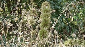 Image result for Oxytenanthera abyssinica