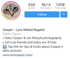 Matching bios for couples matching couple bios matching instagram names for couple cute couple matching names for insta. 5 Important Things To Consider To Write An Instagram Bio For Your Cat Iamcasper