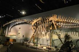 We did not find results for: Dinosaur Skeletons Picture Of Thanksgiving Point Lehi Tripadvisor