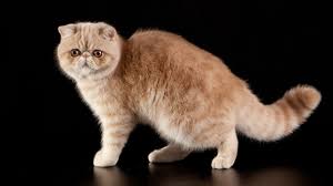 You can also choose the. Exotic Shorthair Cat Breed Info Characteristics The Dutiful Cat