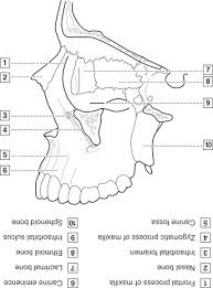 Check spelling or type a new query. 4 Head Neck And Dental Anatomy Pocket Dentistry