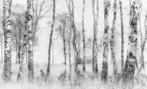 Black And White Birch Tree Wall Art Black And White Birch Tree Wall Mural White Canvas Art Forest Wall Mural White Birch Trees