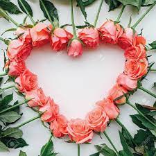 We did not find results for: Heart Frame Of Fresh Pink Roses In Full Bloom On White Background Bunch Of Flowers Copy Space Top View Flat Lay Valentine S Day Or Mother S Day Love Concept Stock Photo Picture And