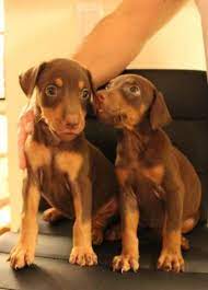 At forever love, we're dedicated to pairing the right puppies with the right family. Purebreed Rust Doberman Puppies For Sale Miami Fl For Sale In Miami Florida Classified Americanlisted Com