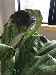 Older leaves are usually attacked first. What S Wrong With My Fiddle Leaf Fig Bloomscape