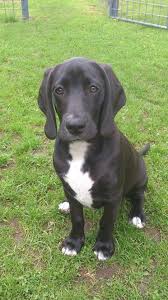 Black And White Great Pyrenees Lab Mix Beagle Great Pyrenees Mix Mycutedog Xyz Lab Mix Puppies Doberman Weimaraner