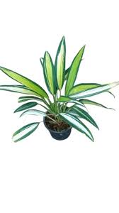 Image result for Chlorophytum pubiflorum