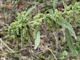 Image result for Urtica