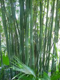 Image result for Pilea bambuseti