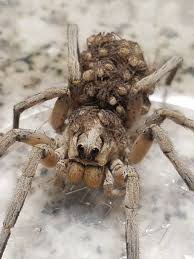 These lesions can become gangrenous and take several weeks to heal. What S The Best Way To Overcome A Fear Of Spiders Quora