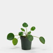 Greenery Unlimited How To Care For Pilea Peperomioides Pilea Peperomioides Chinese Money Plant Plants