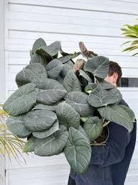 Image result for Alocasia