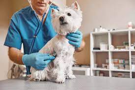 pochemu sobaka chasto dyshit prichiny i simptomy uchashennogo dyhaniya